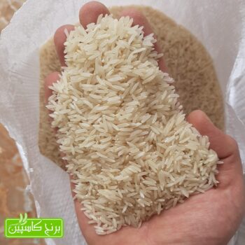 برنج فجر گرگان