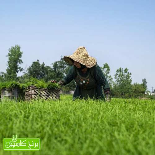 معرفی برنج گیلان