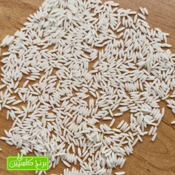 صدری دم سیاه فوق ممتاز آستانه اشرفیه گیلان